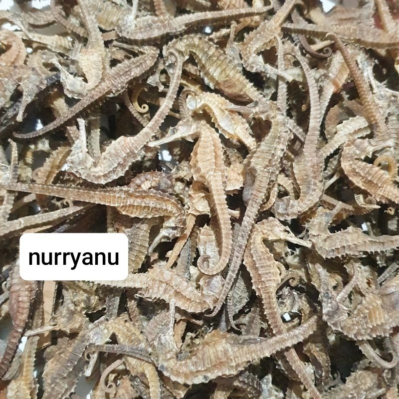 

KUDA LAUT KERING SUPER | PROMO TERMURAH