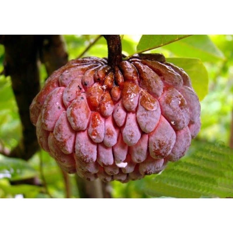 bibit buah srikaya merah jumbo valid original