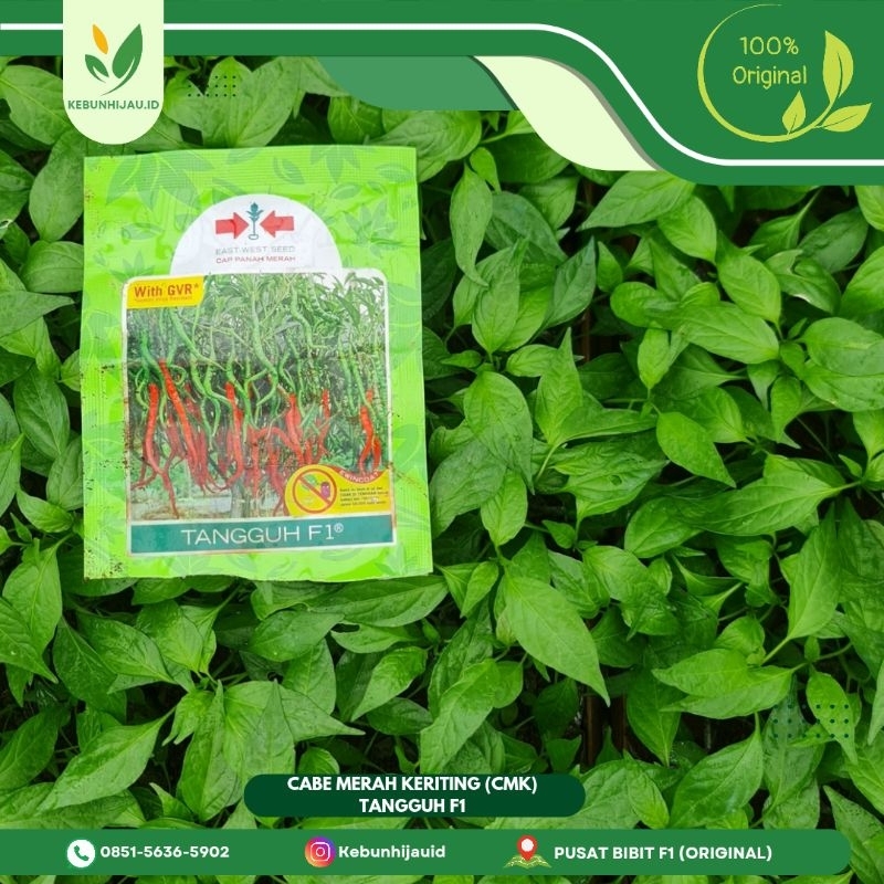 BIBIT CABE MERAH KERITING TANGGUH F1