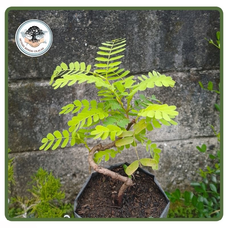 Bahan Bonsai Asem Jawa PROGRAM MAME dari Biji
