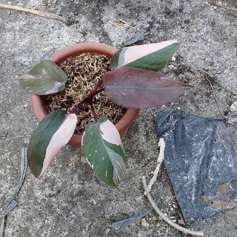Philodendron Pink Princess Marble
