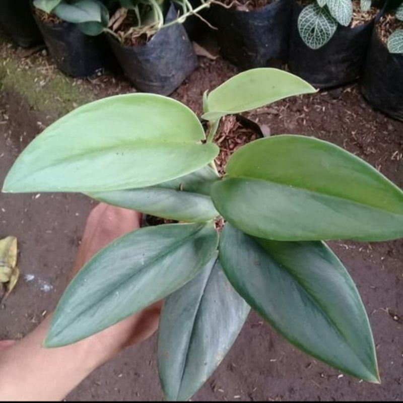 Bibit Tanaman Hias Gantung Sirih  Gading Daun Tebal Putih Susu