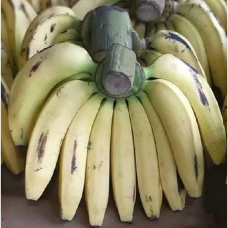 

Pisang Ambon Jumbo Sukabumi 1 Sisir