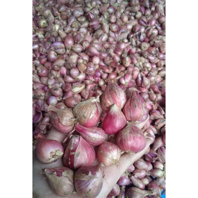 

Petani asli bawang merah tanggung 1kg kering