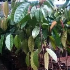 

Daun kepel daun