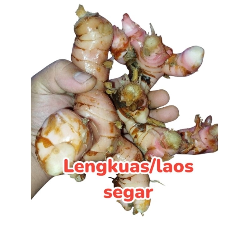 

lengkuas laos segar