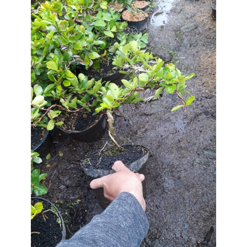 BONSAI BUAH SIANCI CHERRY BARBADOS TINGGAL PAJANG