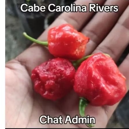 Bibit Hidup Cabe Carolina reaper