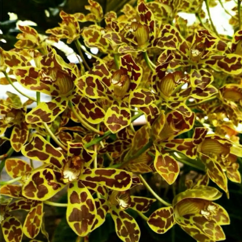 GRAMMATOPHYLLUM SCRIPTUM KONDISI REMAJA