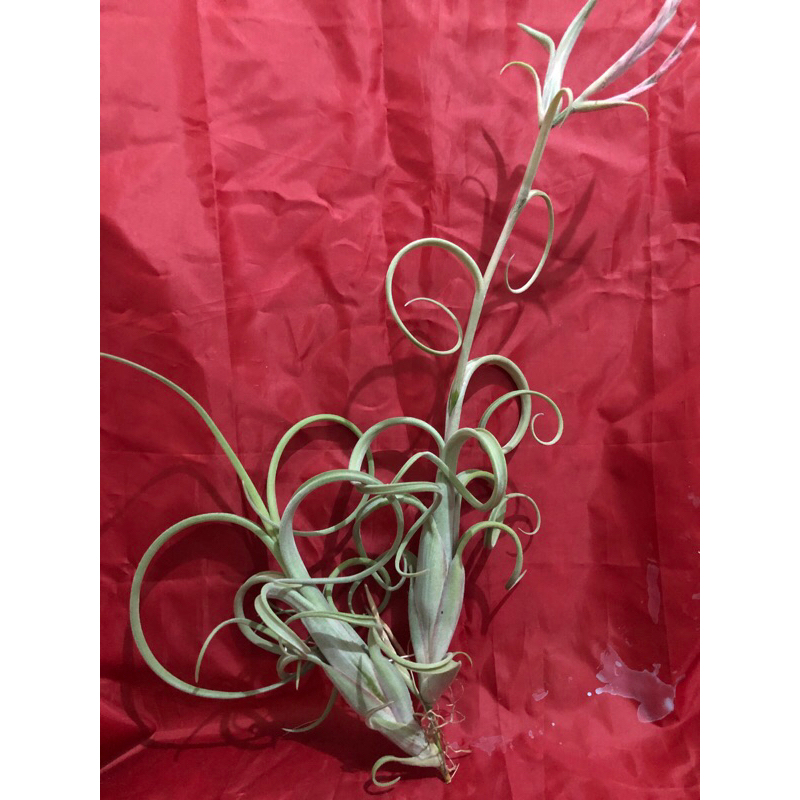 Tillandsia Intermedia giant