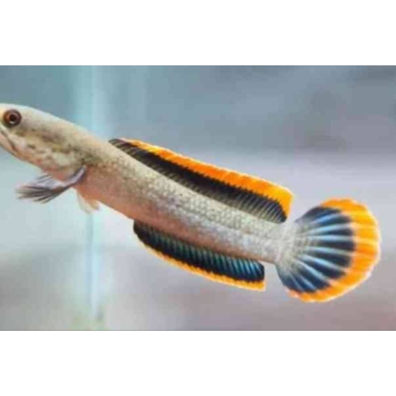 IKAN CHANNA LIMBATA cb (stiker+pelet)