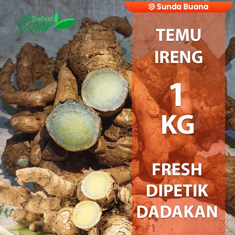 

Temu/Kunyit ireng (Curcuma aeruginosa) Segar 1 kg rempah dan herbal alami SUNDA BUANA