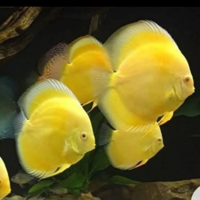Hiasan Aquarium Discus Yellow Golden