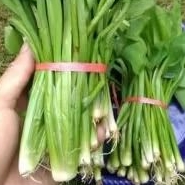 

genjer /gendot sawah 1 ikat/ sayur genjer