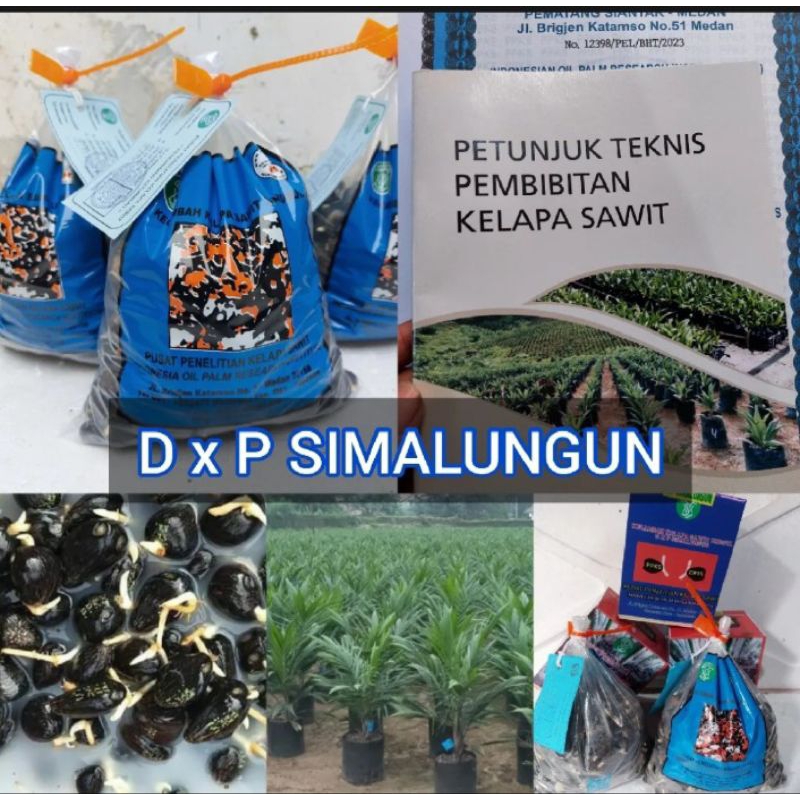 Benih Sawit Ppks Simalungun original