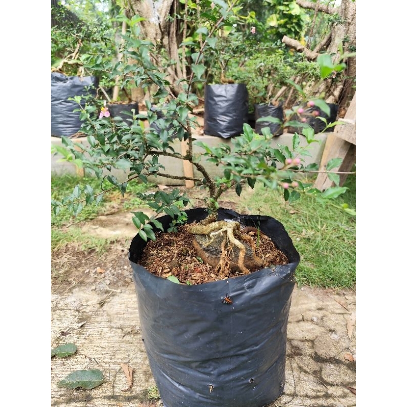bahan bonsai sakura mikro jepang