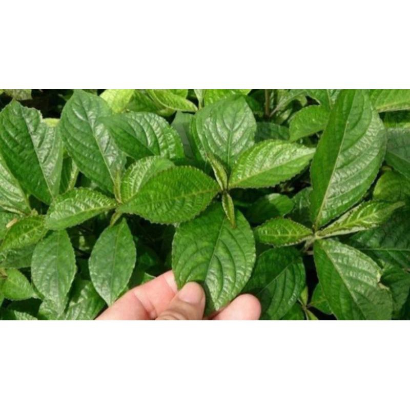 

Daun keji beling herbal 500gr