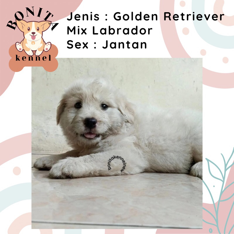 Golden Retriever Mix Labrador Anak Anjing Jantan Betina