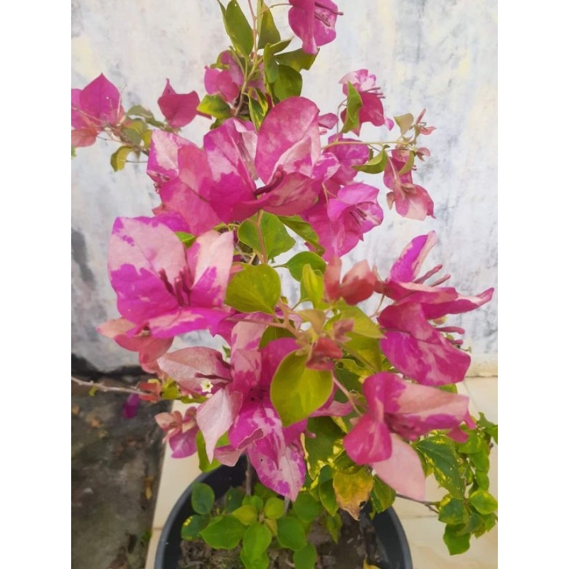 bougenville ori import