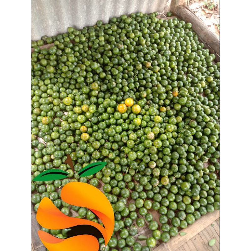 

JERUK SONKIT 1KG / JERUK KASTURI / JERUK KUNCI/JERUK PERAS5