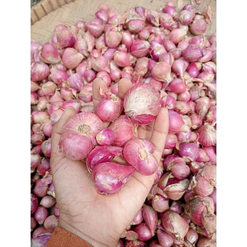 

bawang merah besar 1kg