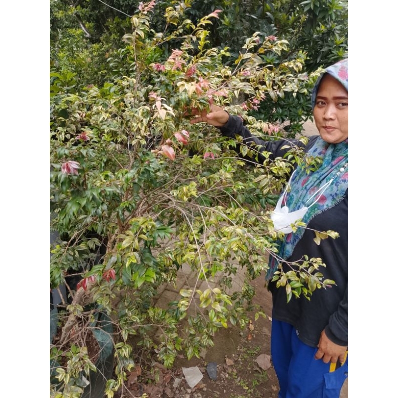 Indukan Pohon Anggur Brazil Preco Varigata