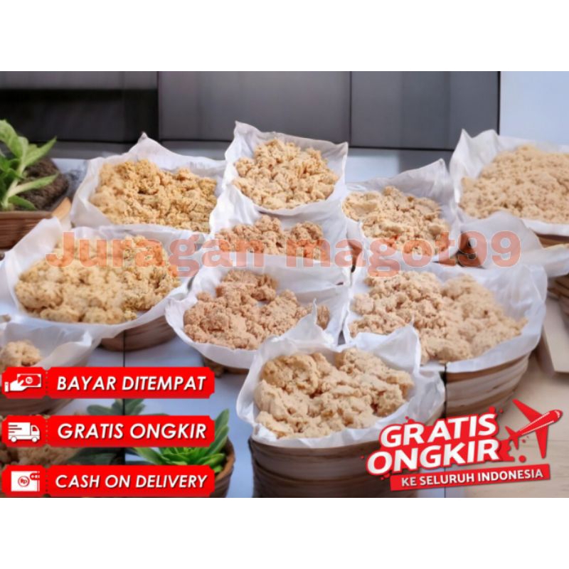 Telur Magot. telur lalat BSF per satu gram