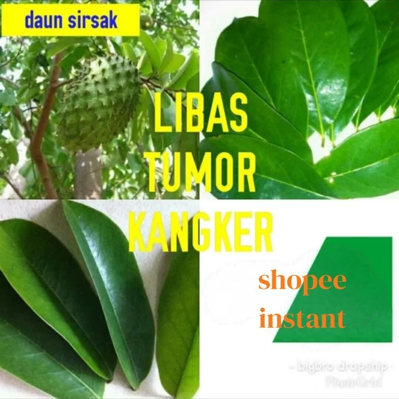 

daun sukun segar libas tumor kanker