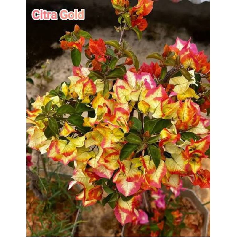Bougenville citra gold