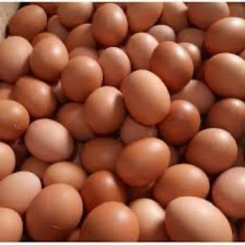 

telur horn 3 kg