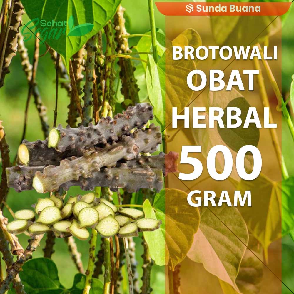 

Brotowali Batrawali Segar pahit 500 gram herbal alami