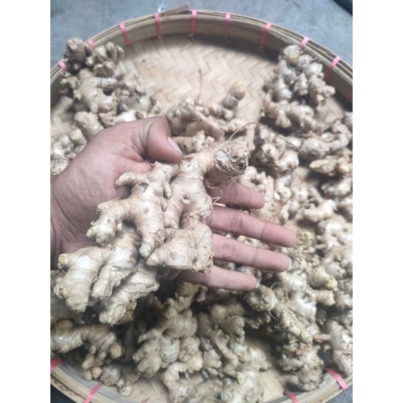 

PROMO JAHE EMPRIT SEGAR/BELUM CUCI/1 KG
