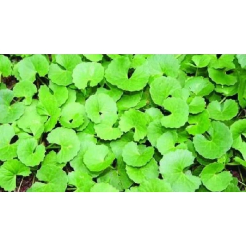 

daun pegagan herbal berkualitas/antanan 1000 gr