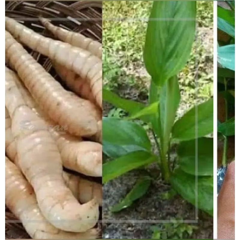 

jual umbi teriku fres baru petik 500g