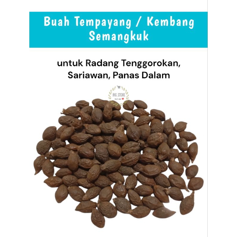 

Buah Tempayang / Biji Kembang Semangkuk / Malva Nut 100gr