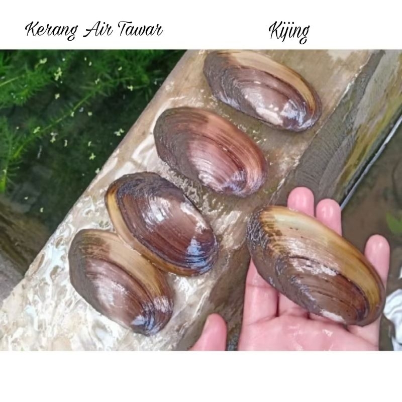 

Kerang Air Tawar 1 kg