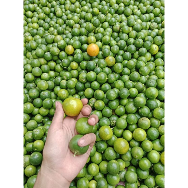 

JERUK SONKIT 1KG / JERUK KASTURI / JERUK KUNCI/JERUK PERASe