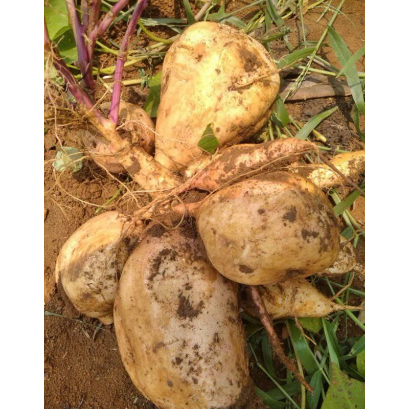 

UBI MADU MANOHARA 1 KG