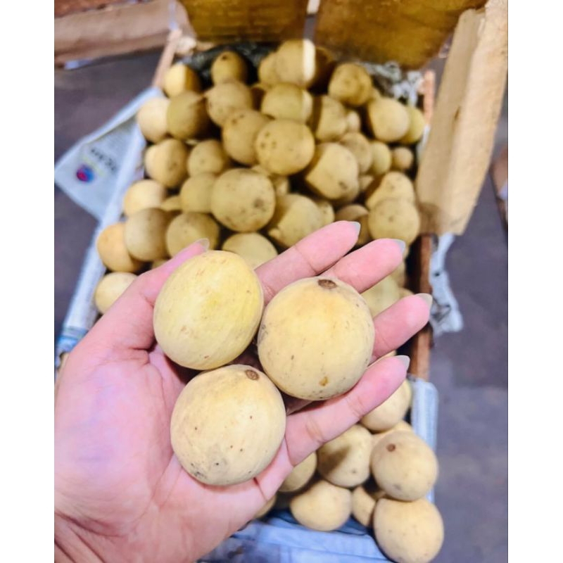 

PROMO Duku Palembang MANIS 1kg
