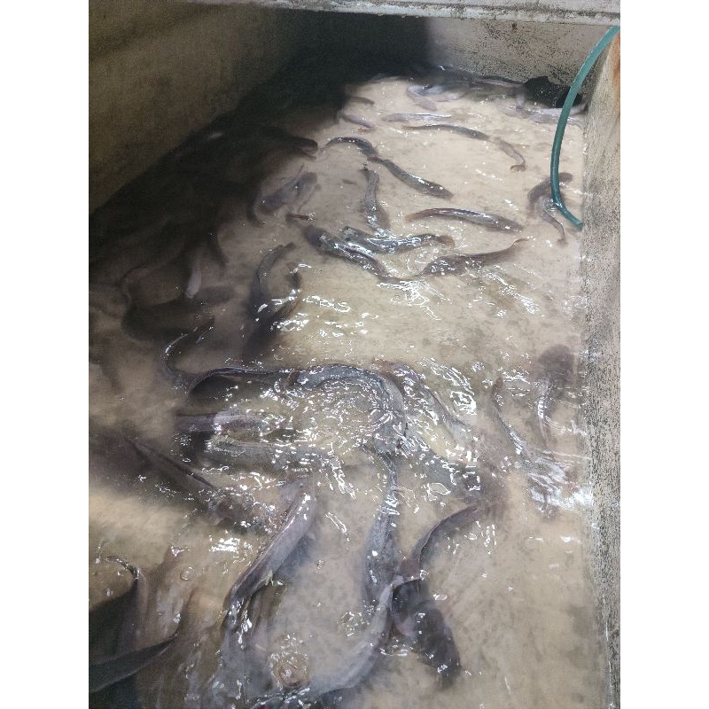 

Ikan Lele Hidup konsumsi