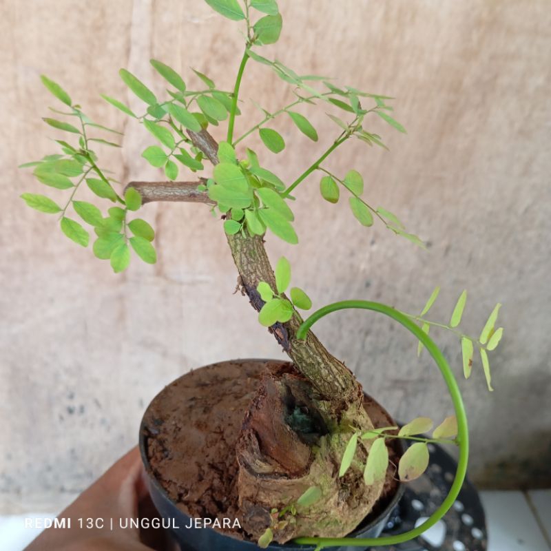 BONSAI ILENG ILENG MAME