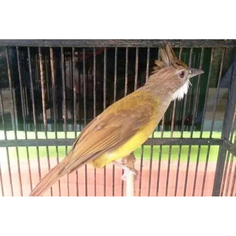 CUCAK JENGGOT JAWA Gacoran