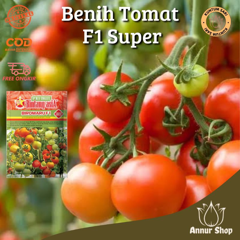 100 biji benih bibit tomat F1 buah lebat