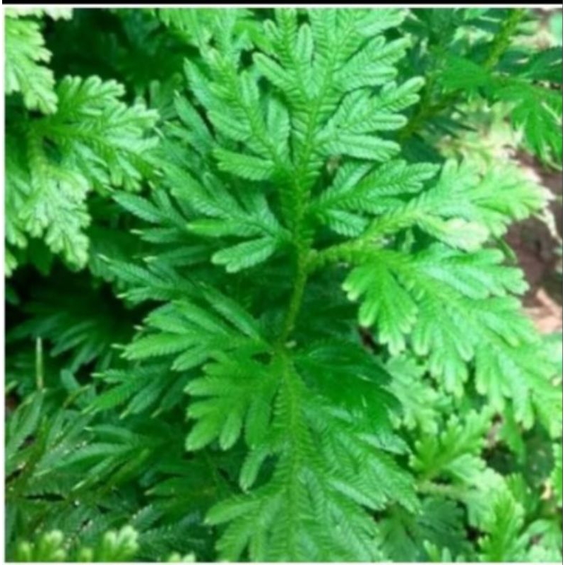 

Daun ceker ayam fresh 1kg