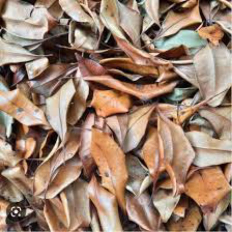 

DAUN CENGKEH KERING KUALITAS BAGUS, OBAT HERBAL TRADISIONAL 250GR-1KG