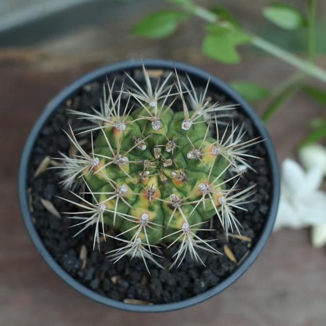 Kaktus Gymnocalycium Mihanovichii Cat Eye