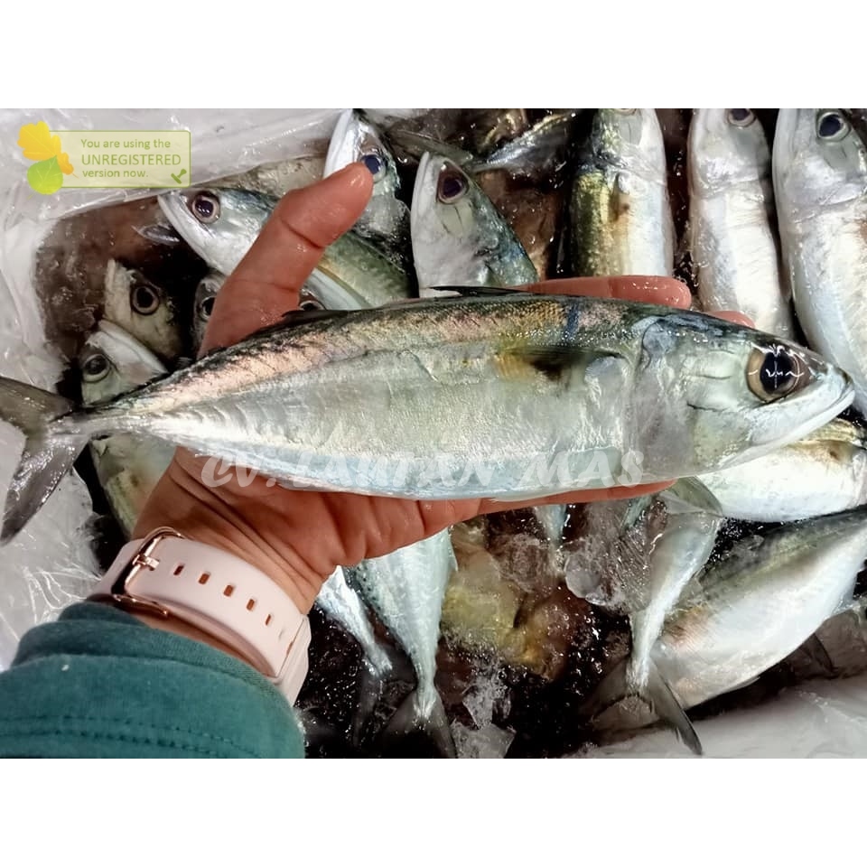 

Ikan Kembung Segar Ikan Kembung Mata Besar 1Kg