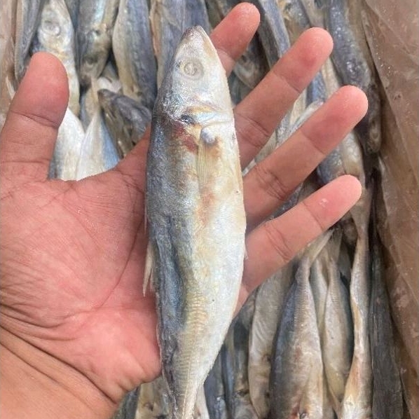 

Ikan Asin Klotok Benggol Jumbo 500 Gr Edisi Spesial Ramadhan