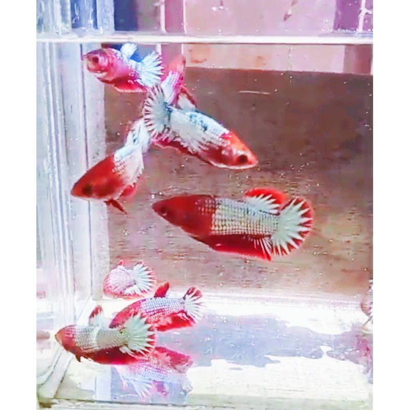 Fccp Red Head Top grade