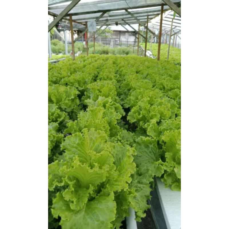 

selada fresh langsung dari kebun, per bucket sekitar 150 - 250 gram